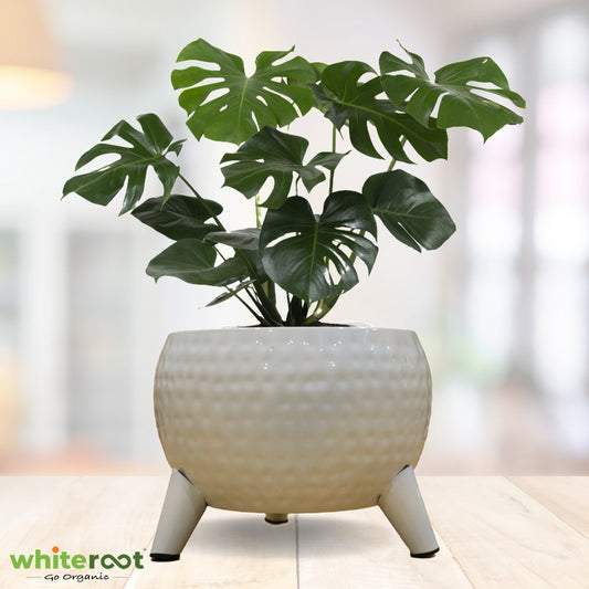 Ivory Metal Planter