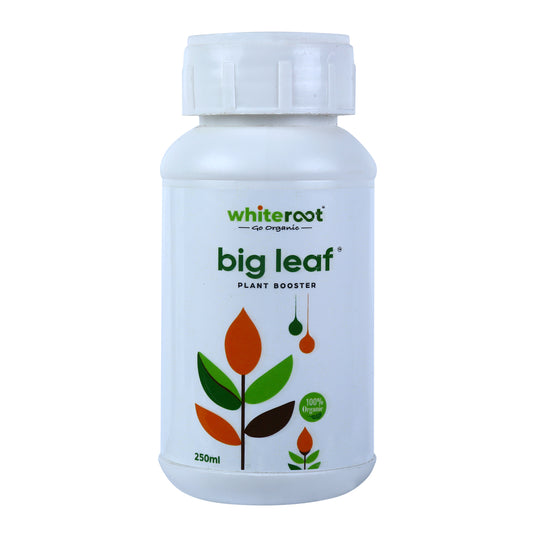 big leaf - Plant Booster