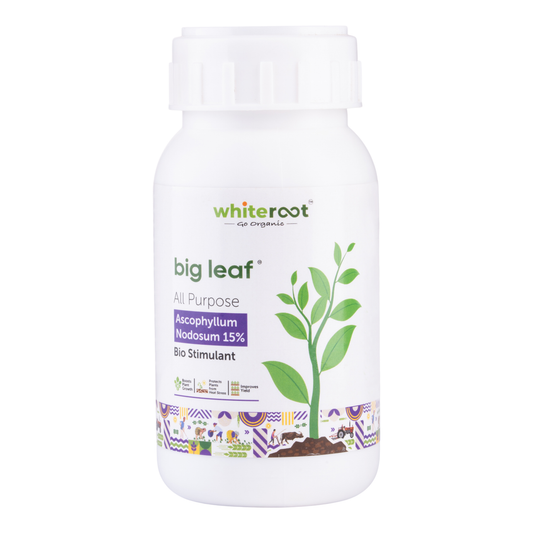 big leaf - All Purpose - Ascophyllum Nodosum 15%