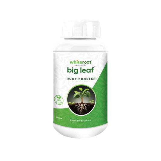 big leaf Root Booster