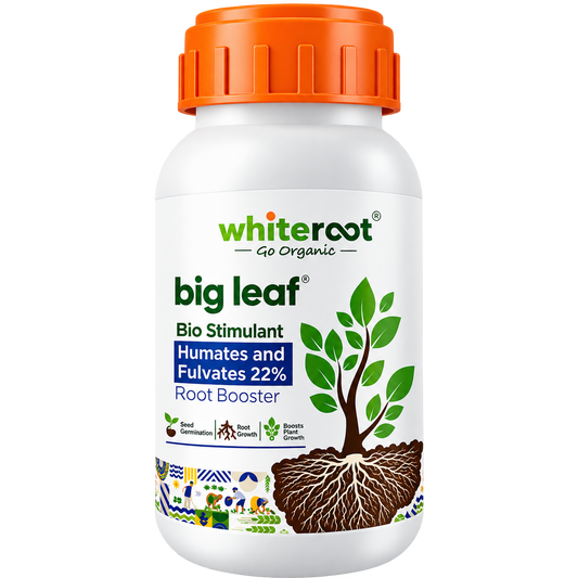 big leaf - Root Booster