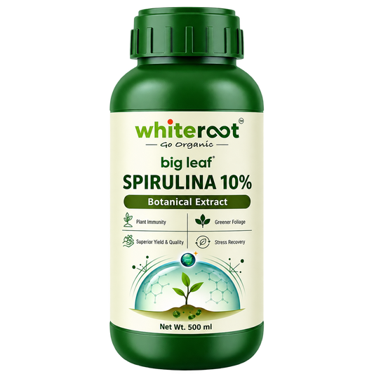 big leaf Spirulina 10%